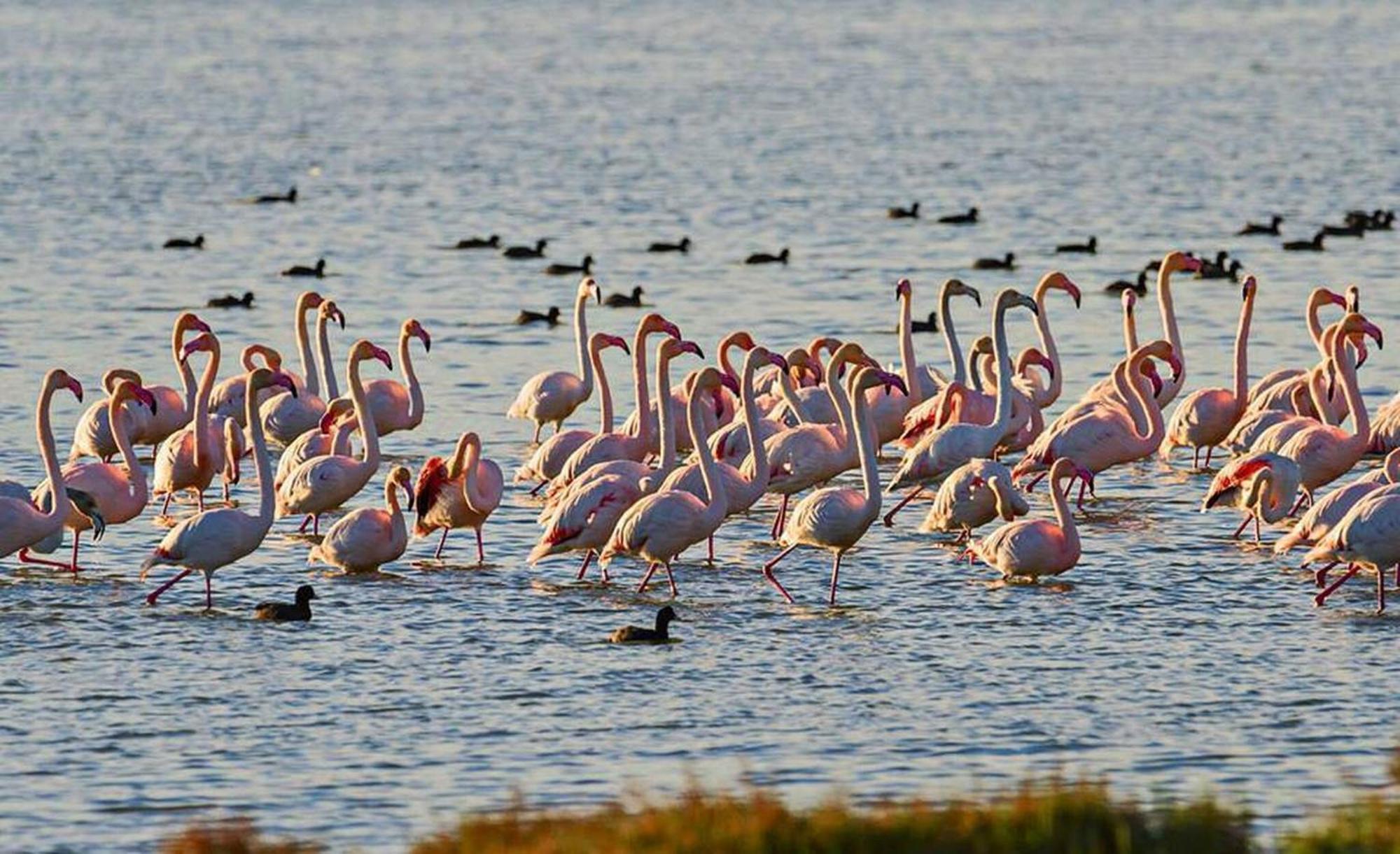 Quet - Casa Rural Con Piscina Privada En El Delta Del Ebro - Deltavacaciones Deltebre Bagian luar foto